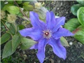 clematis
